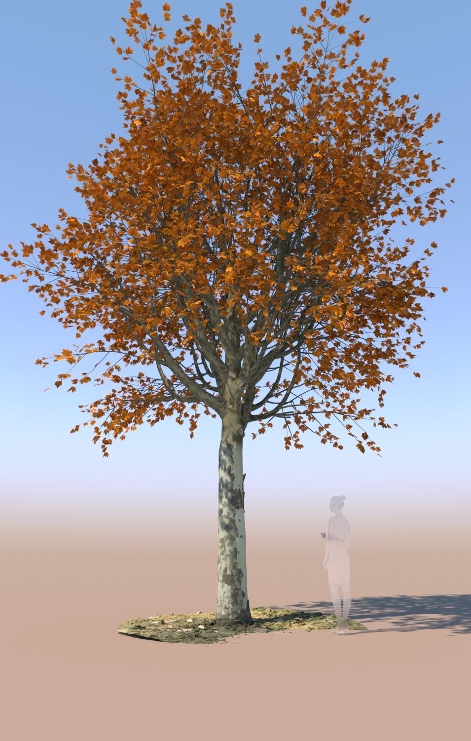 Maple tree autumn acer mature B 3D model_1