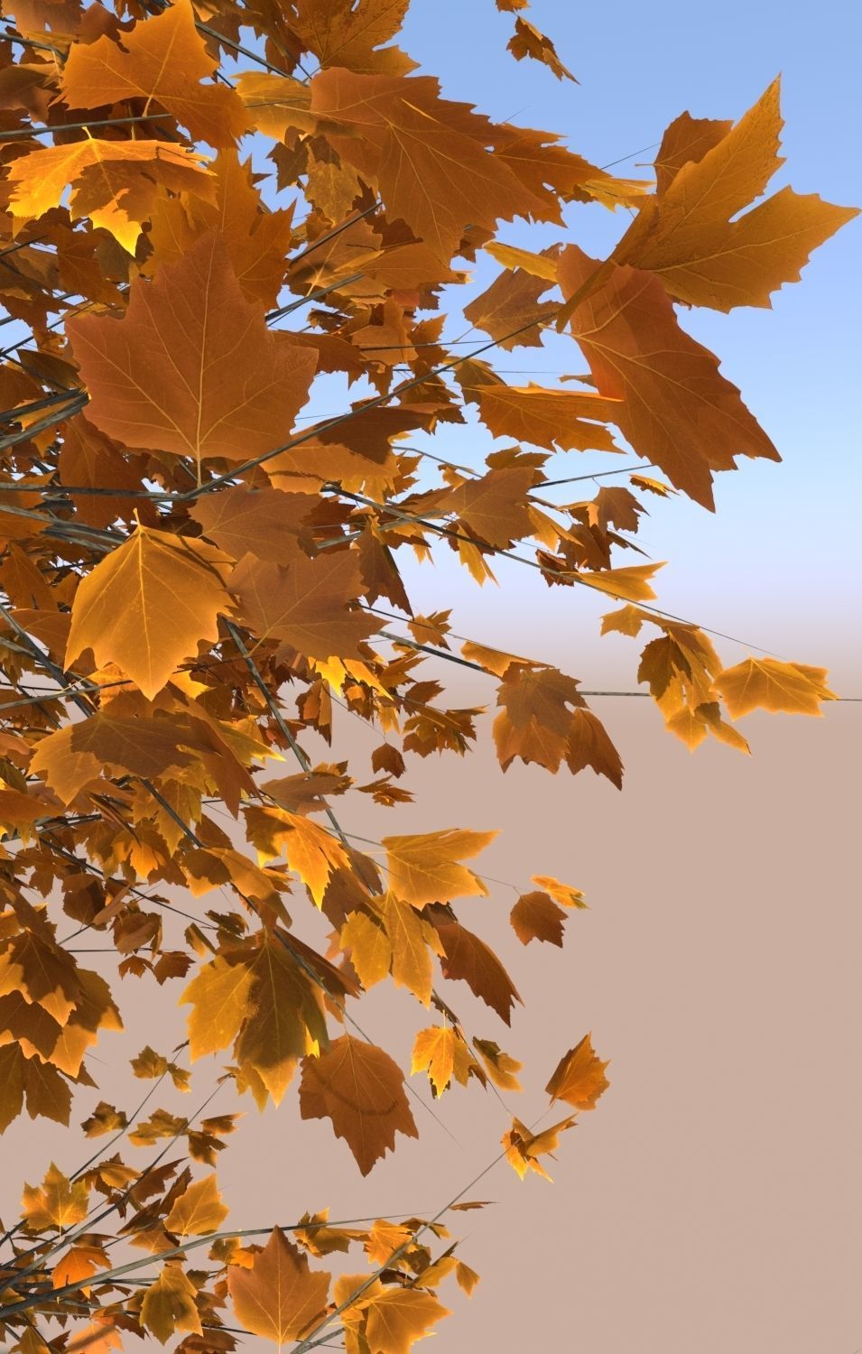 Maple tree autumn acer mature B 3D model_2