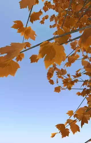 Maple tree autumn acer mature B 3D model