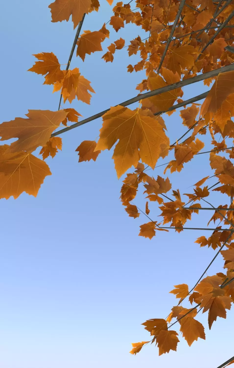 Maple tree autumn acer mature B 3D model_0