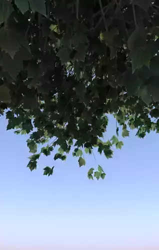 Maple tree acer mature B 3D model