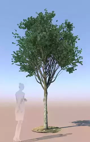 Maple tree acer young A 3D model