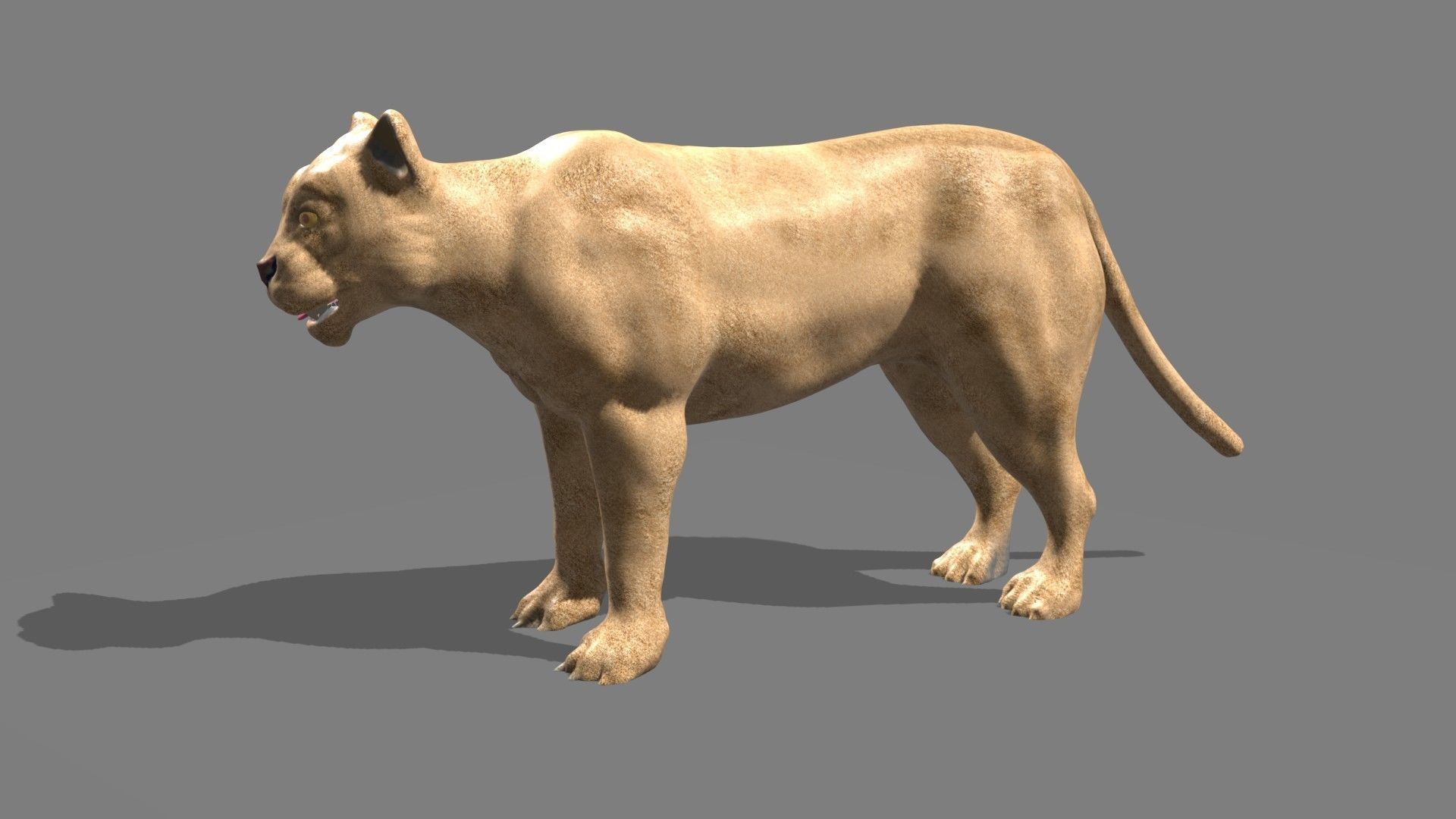 Lioness lion 3D model_14