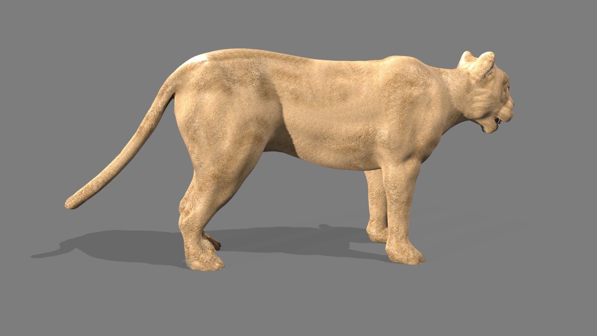 Lioness lion 3D model_9