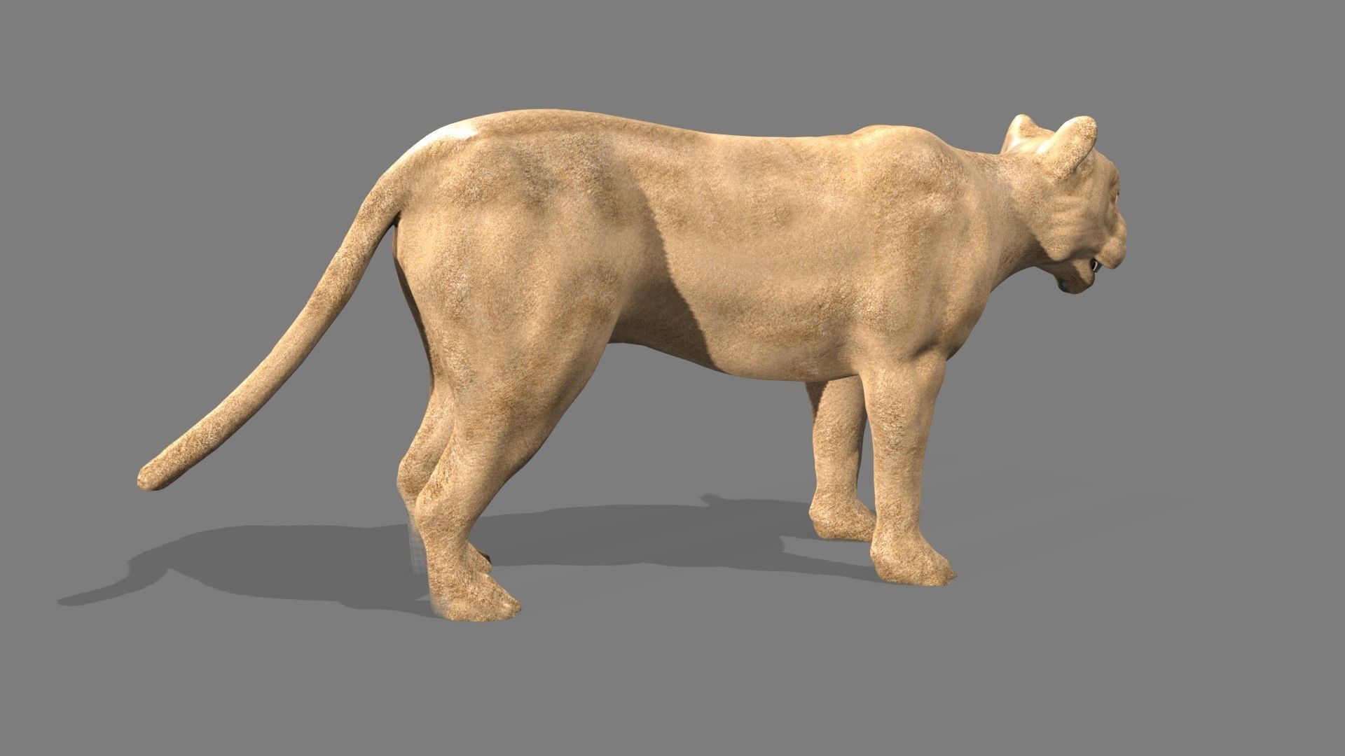 Lioness lion 3D model_10
