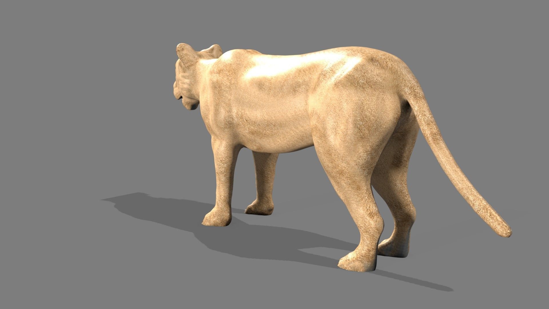 Lioness lion 3D model_12
