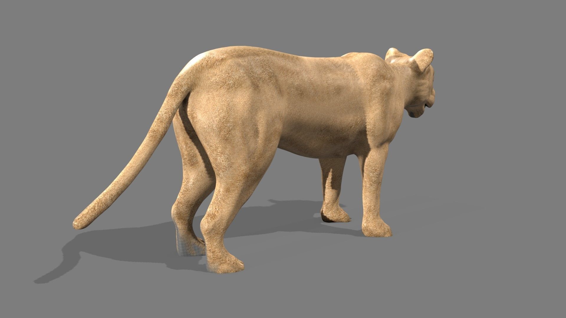 Lioness lion 3D model_11
