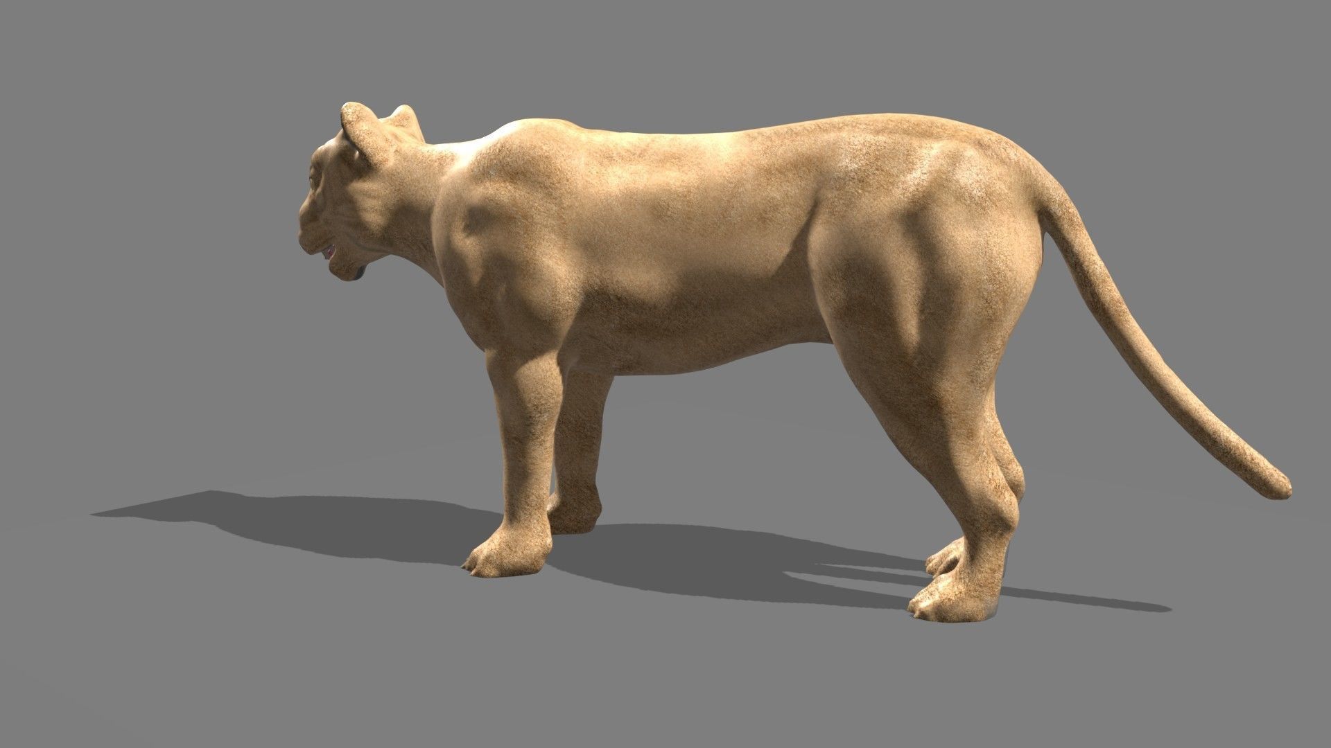 Lioness lion 3D model_13