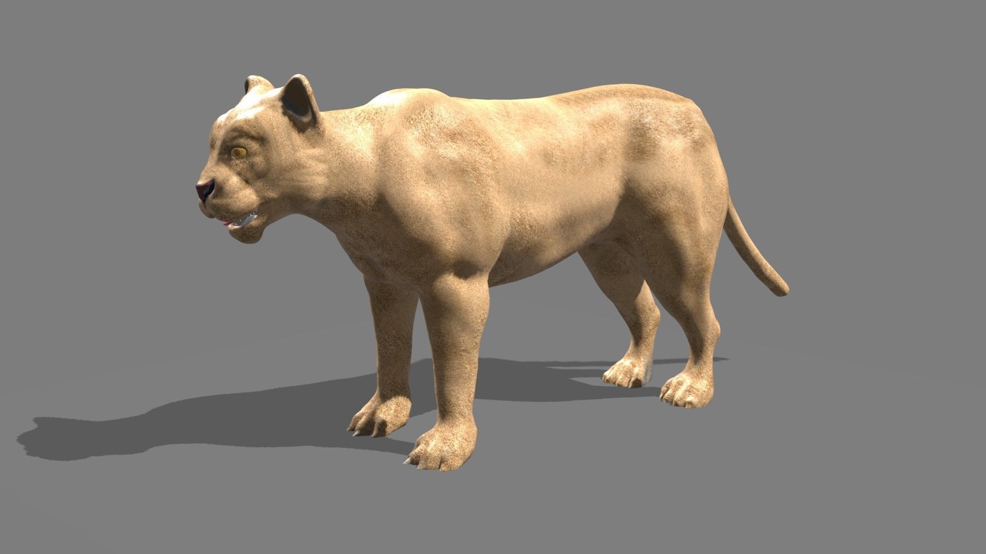 Lioness lion 3D model_15