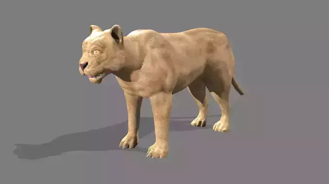 Lioness lion 3D model