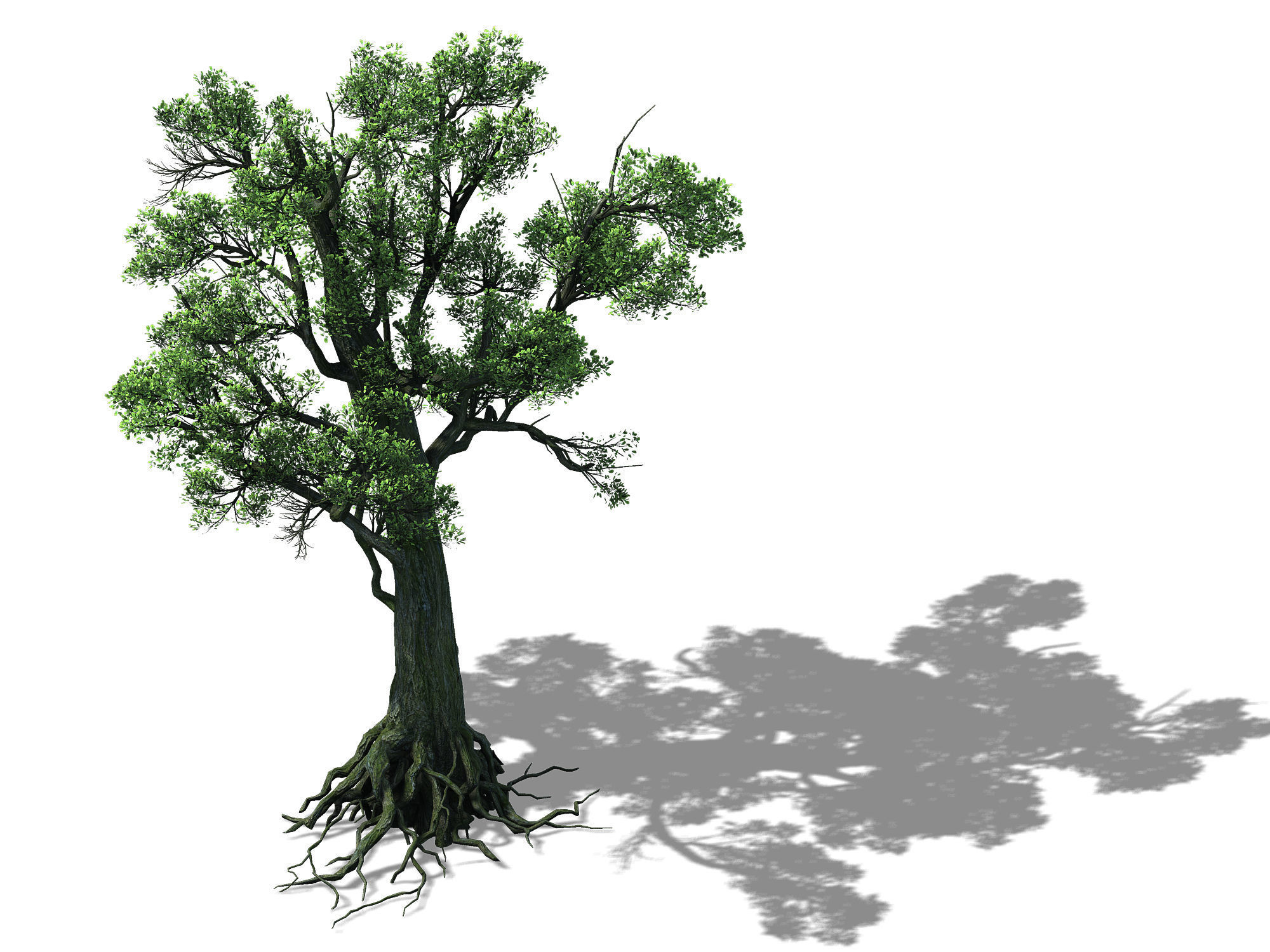 Big tree 1101 3D model_1