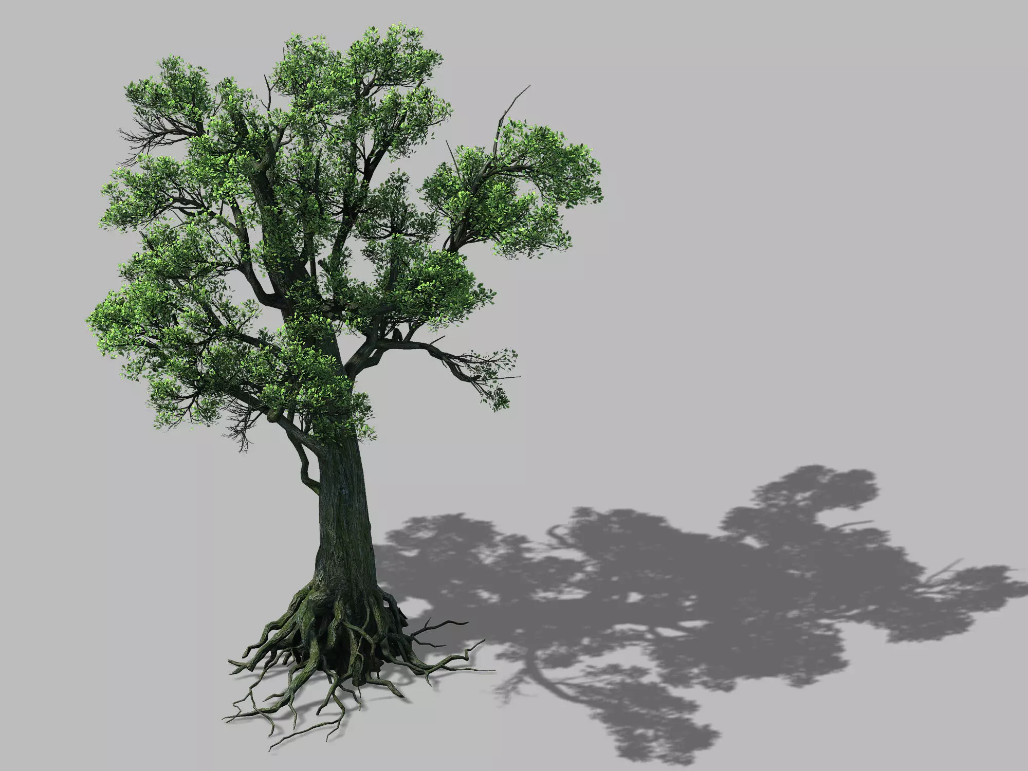 Big tree 1101 3D model_0