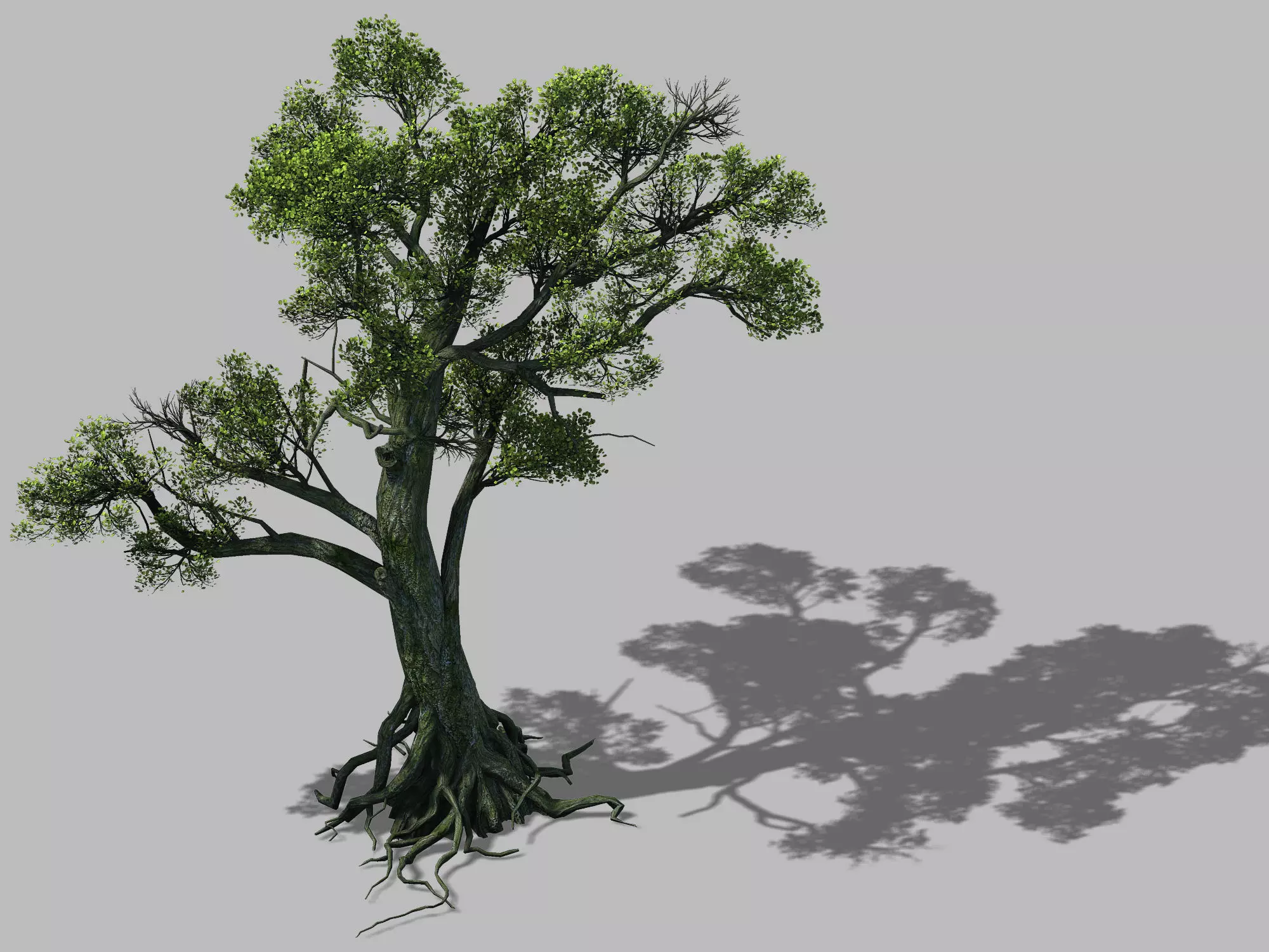 Big tree 1102 3D model_0