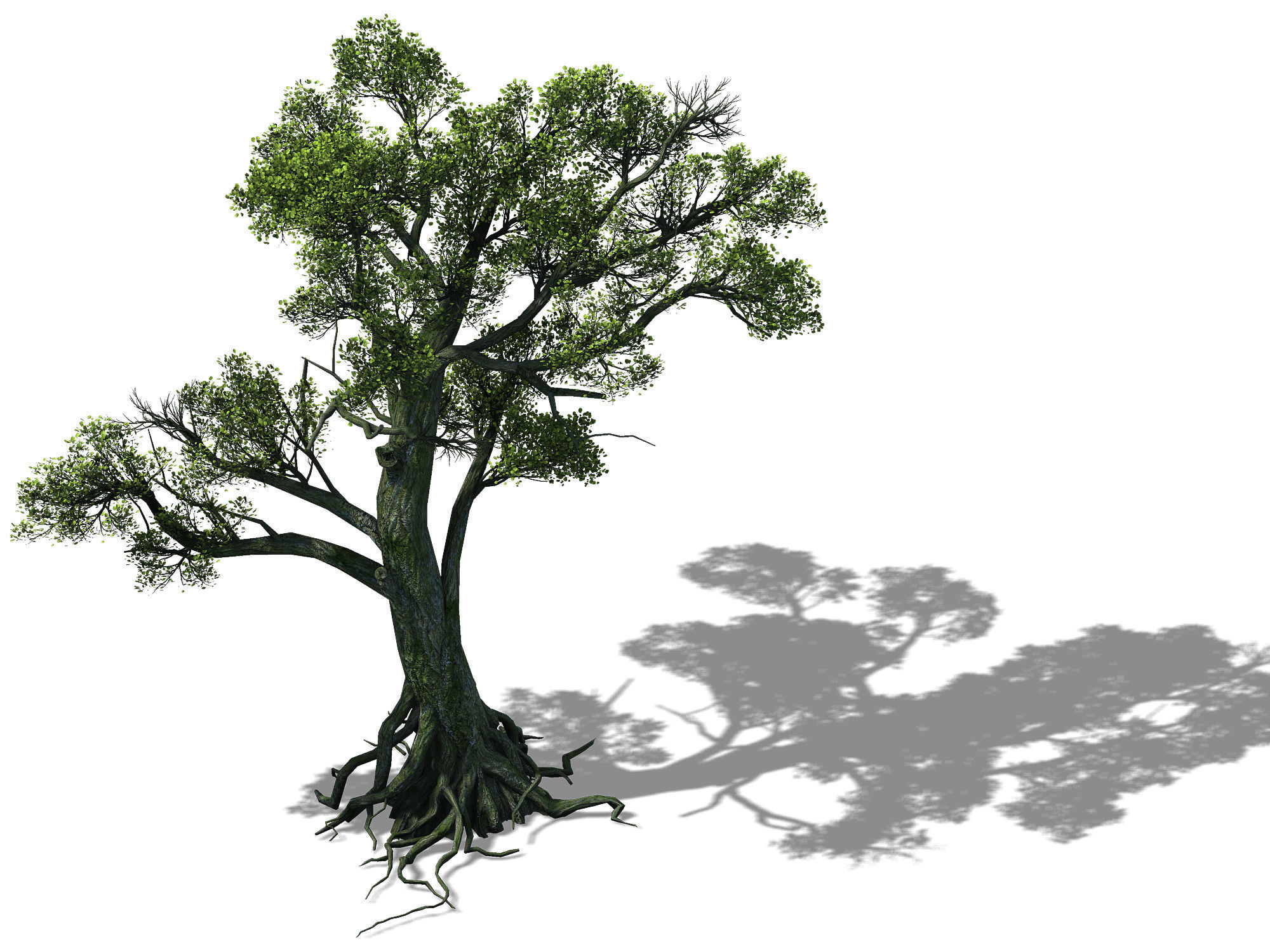 Big tree 1102 3D model_1