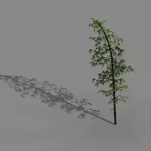 Dazhu Feng - black knot bamboo 02