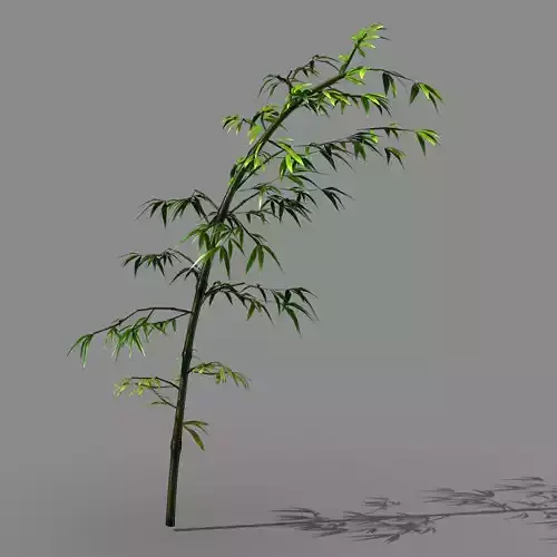 Dazhu Feng - black knot bamboo 05