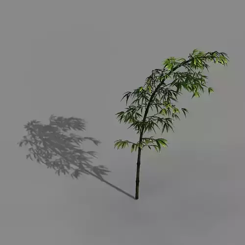 Dazhu Feng - black knot 06