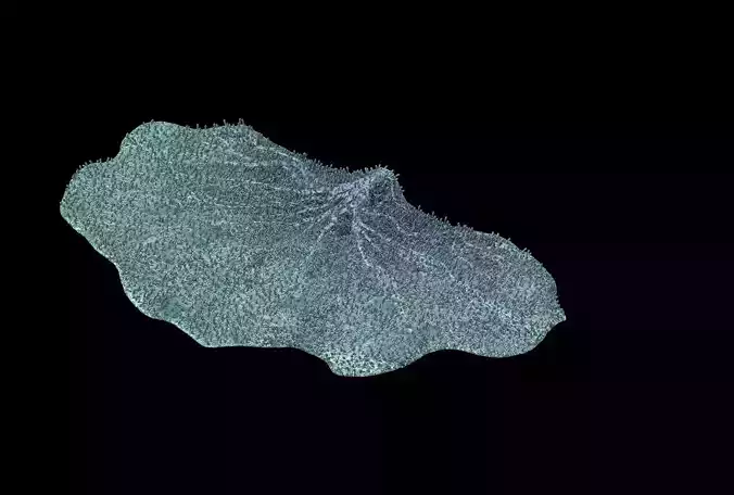 Seabed - Coral 75 3D model