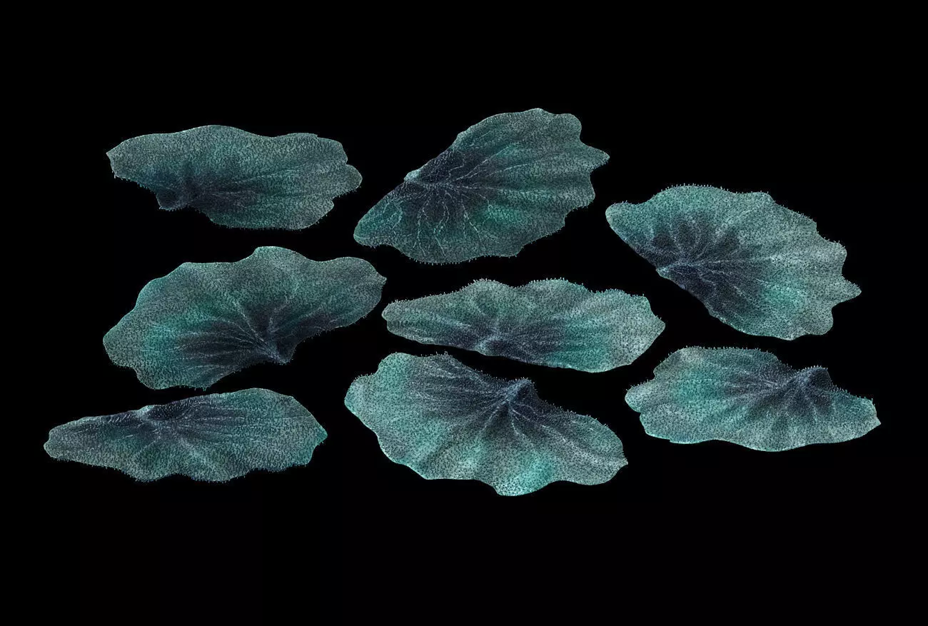 Seabed - Coral 76 3D model_0