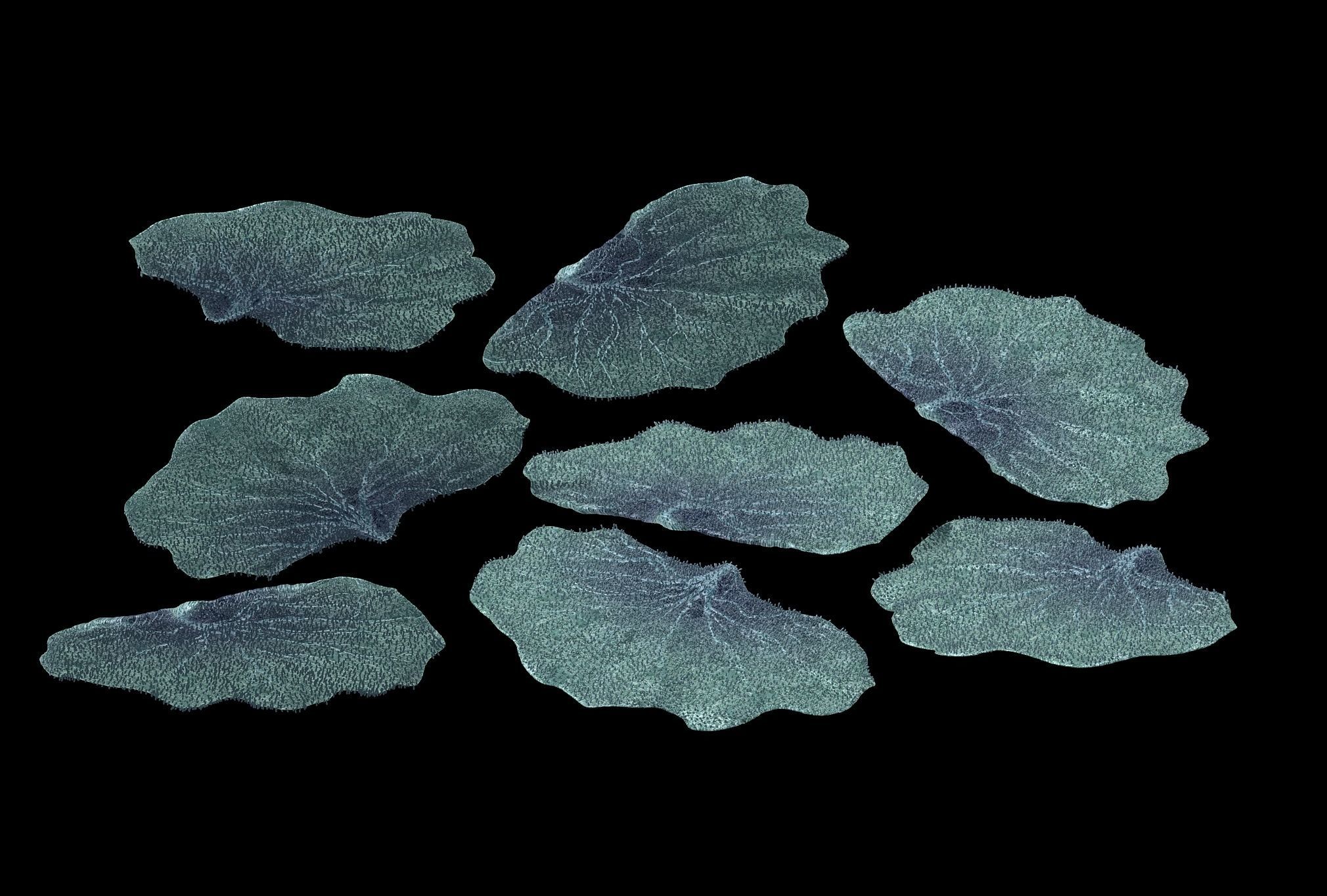 Seabed - Coral 76 3D model_3