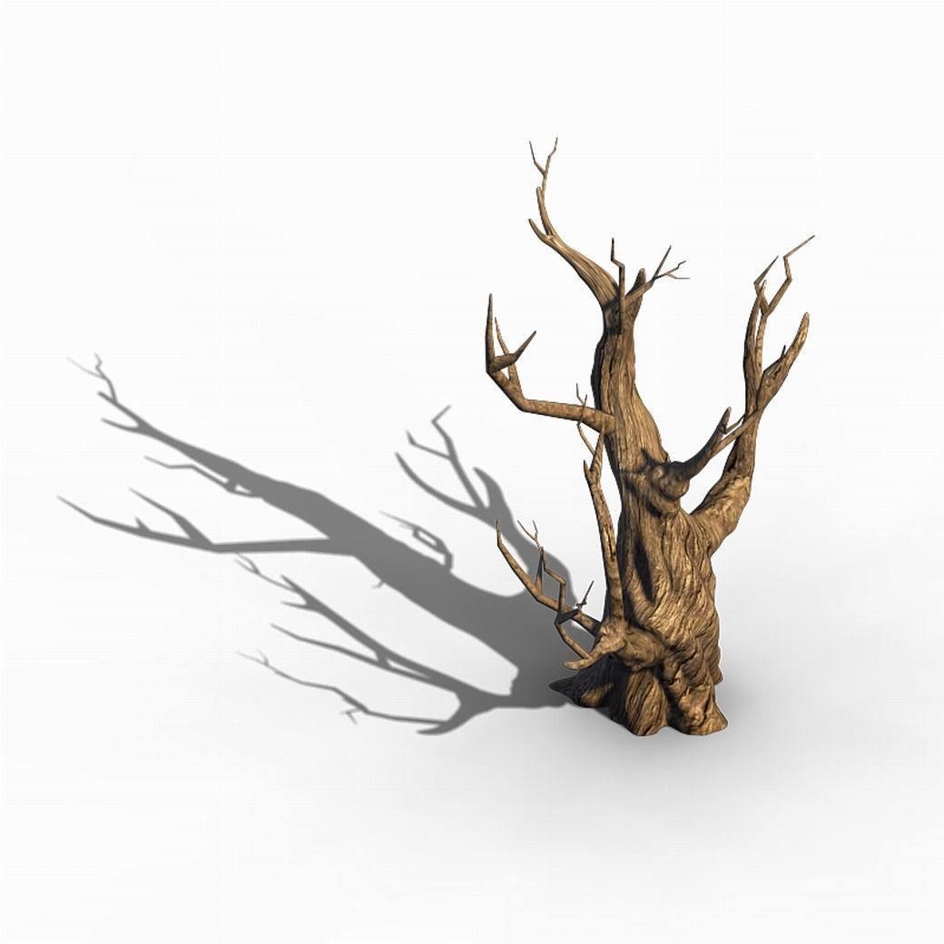 Acacia - Trunk 02 3D model_2