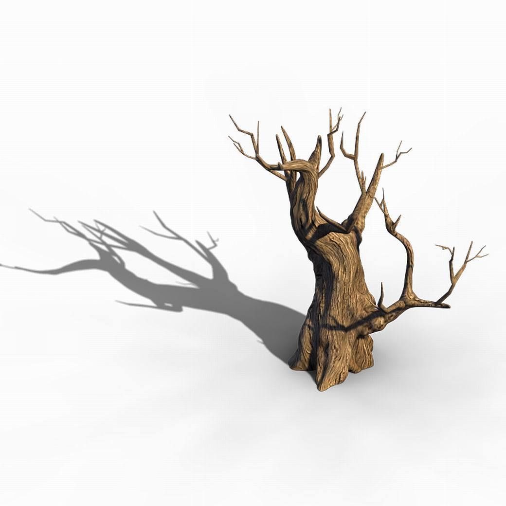 Acacia - Trunk 02 3D model_3