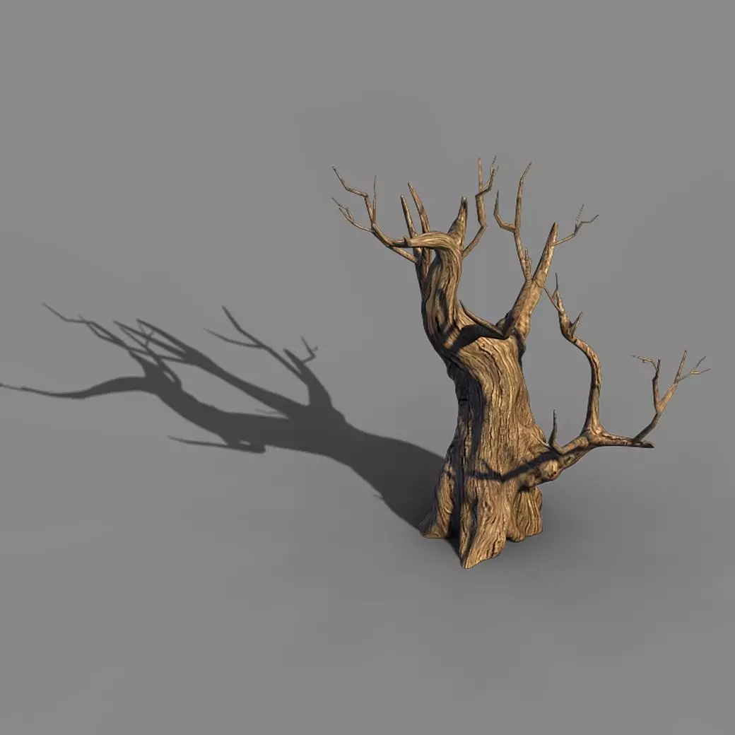 Acacia - Trunk 02 3D model_0