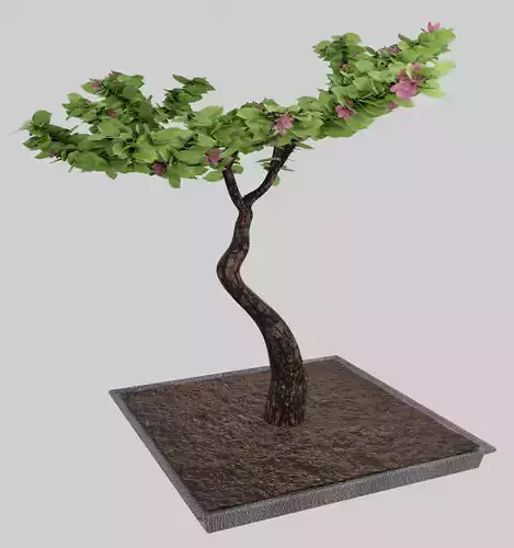 Bonsai tree with flowers