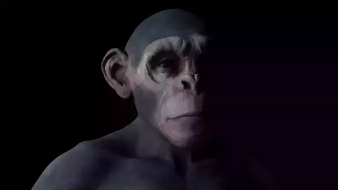 Ape High Detailed High and Low Poly