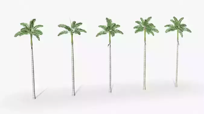 Florida Royal palm tree 01 - Low Poly Low-poly 3D model