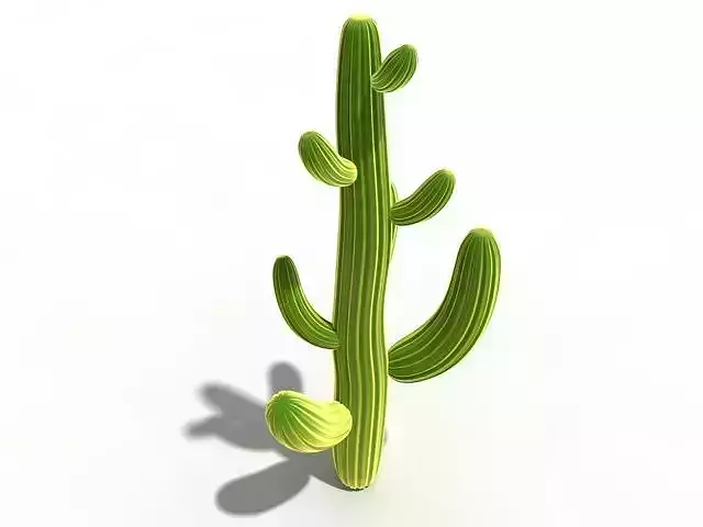 cactus