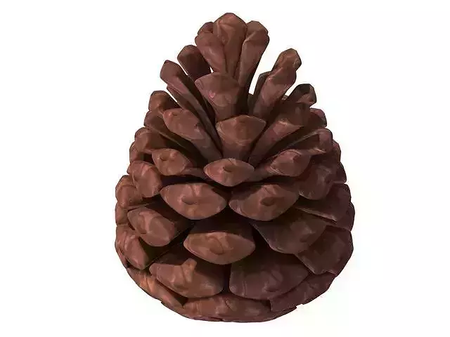pine cone