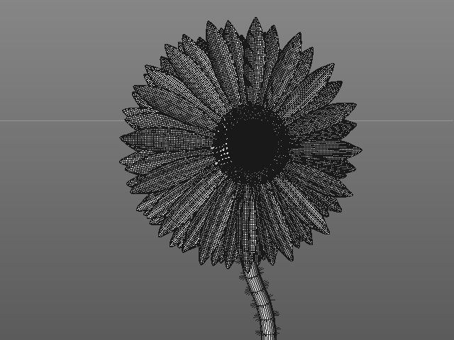 sunflower daisy 3D model_4