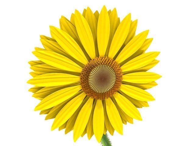 sunflower daisy 3D model_1