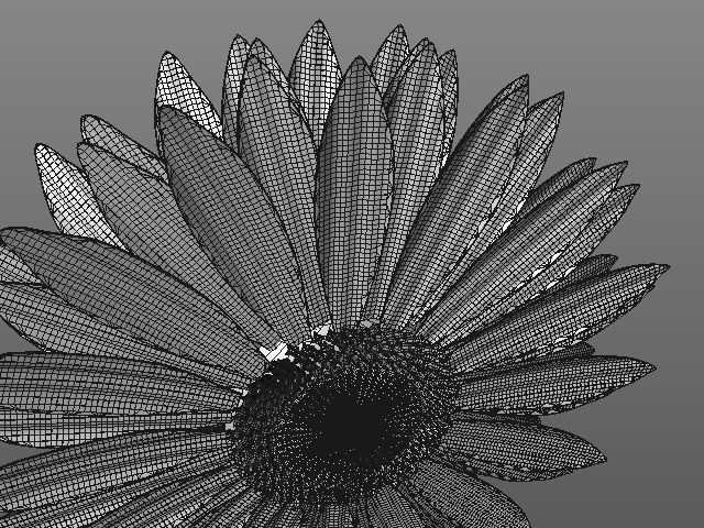 sunflower daisy 3D model_6