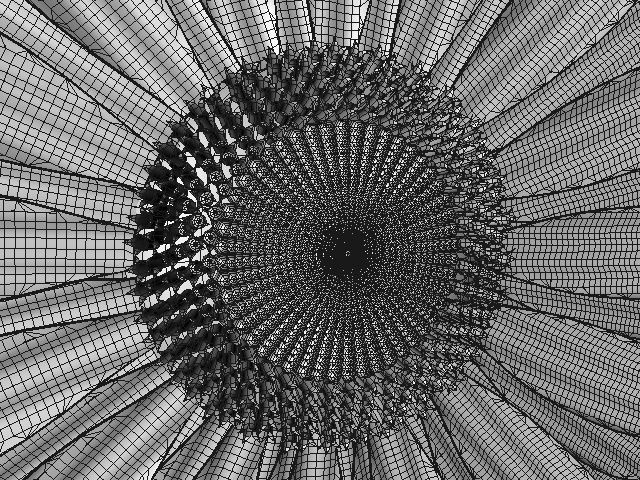 sunflower daisy 3D model_5