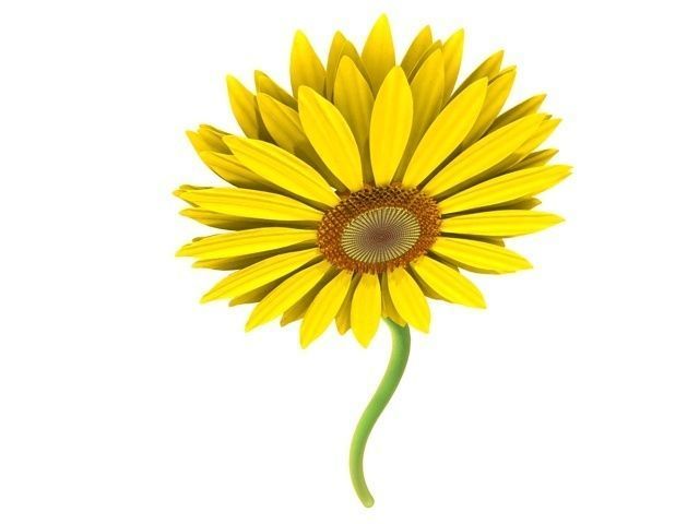 sunflower daisy 3D model_3