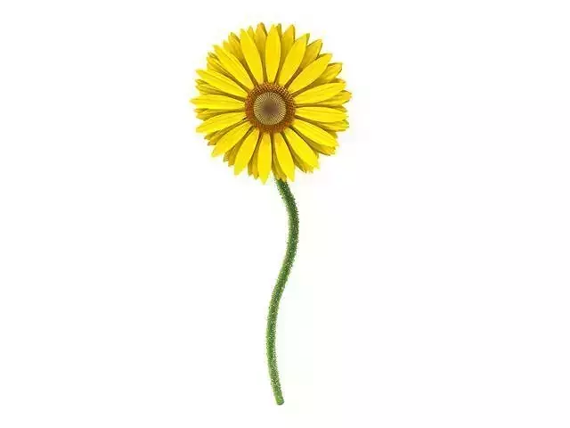sunflower daisy