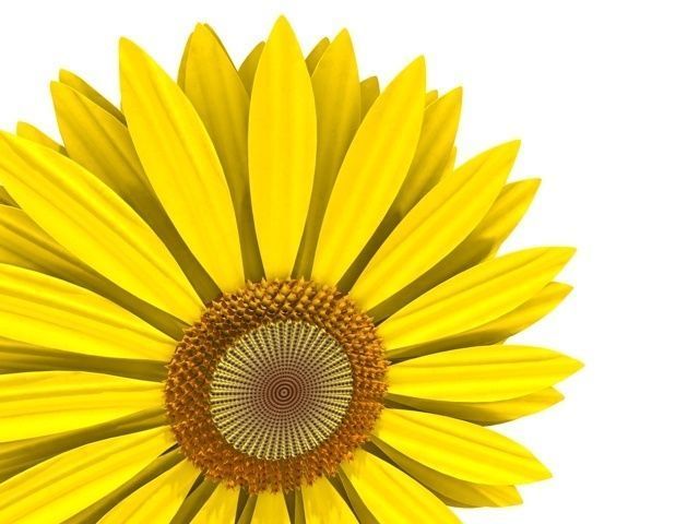 sunflower daisy 3D model_2