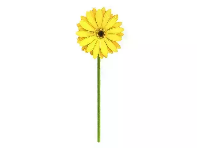 sunflower gerbera daisy