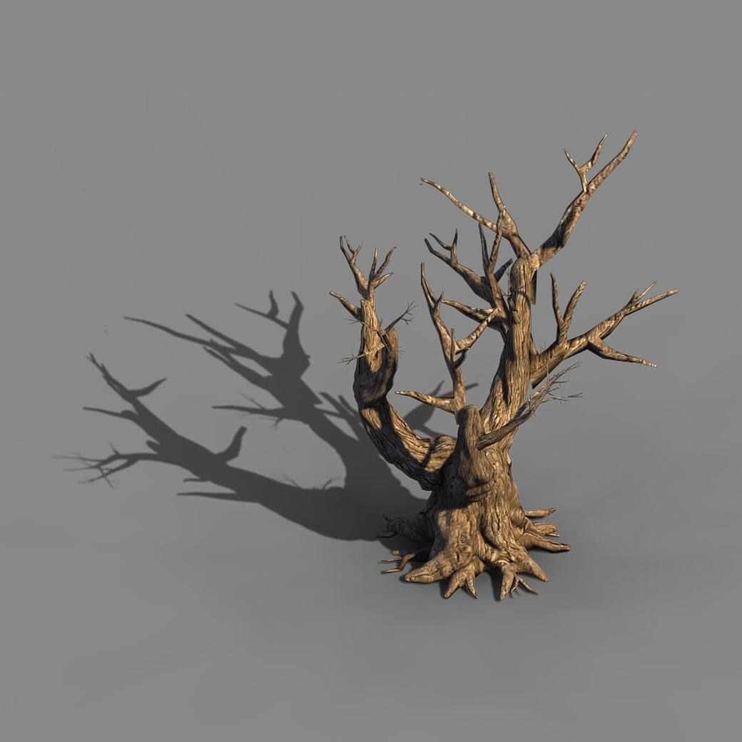 Acacia - Trunk 05 3D model_1