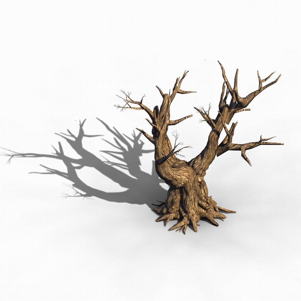 Acacia - Trunk 05 3D model_5