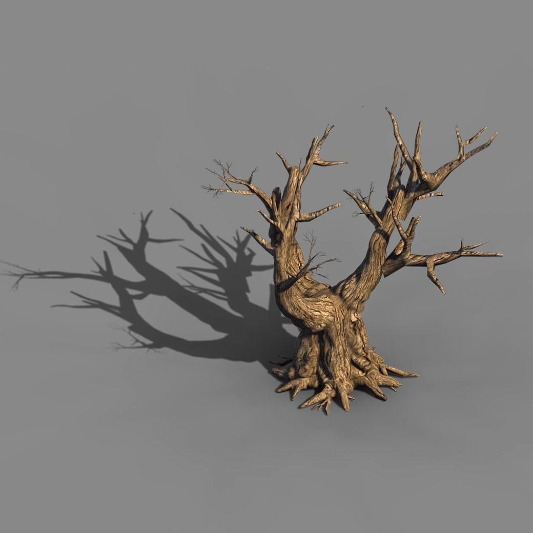 Acacia - Trunk 05 3D model_2