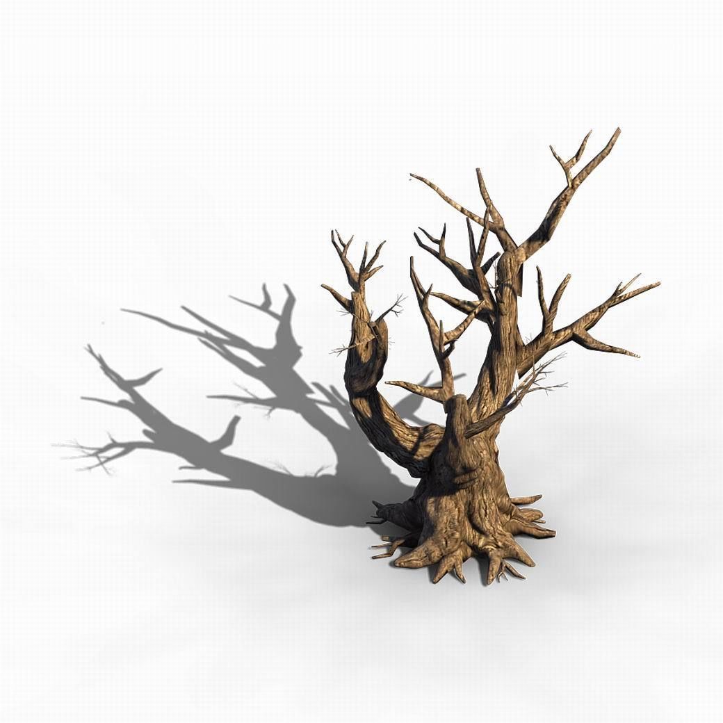 Acacia - Trunk 05 3D model_4