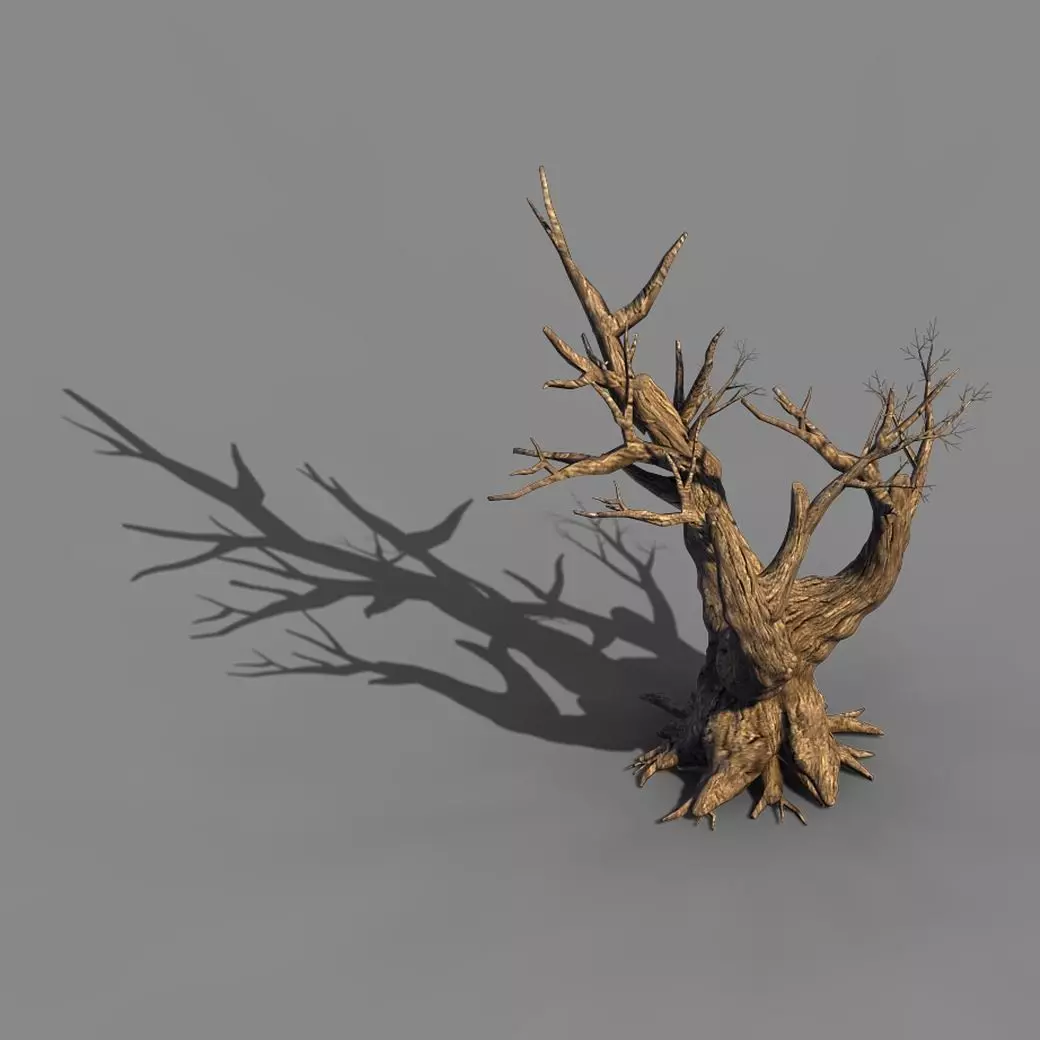Acacia - Trunk 05 3D model_0
