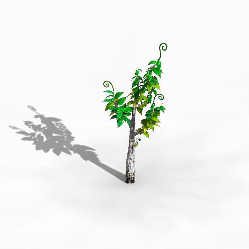 Acacia - trees 01 3D model_3