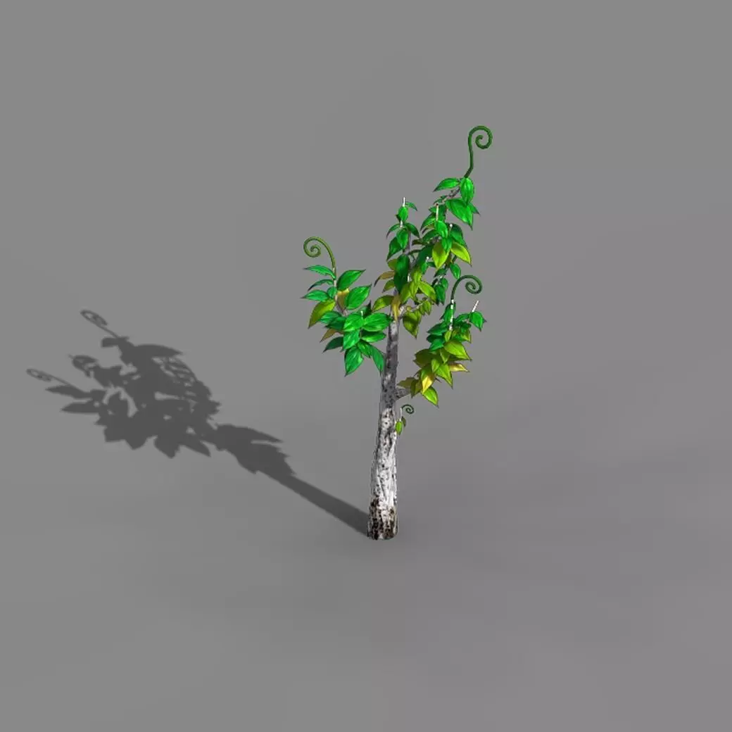 Acacia - trees 01 3D model_0