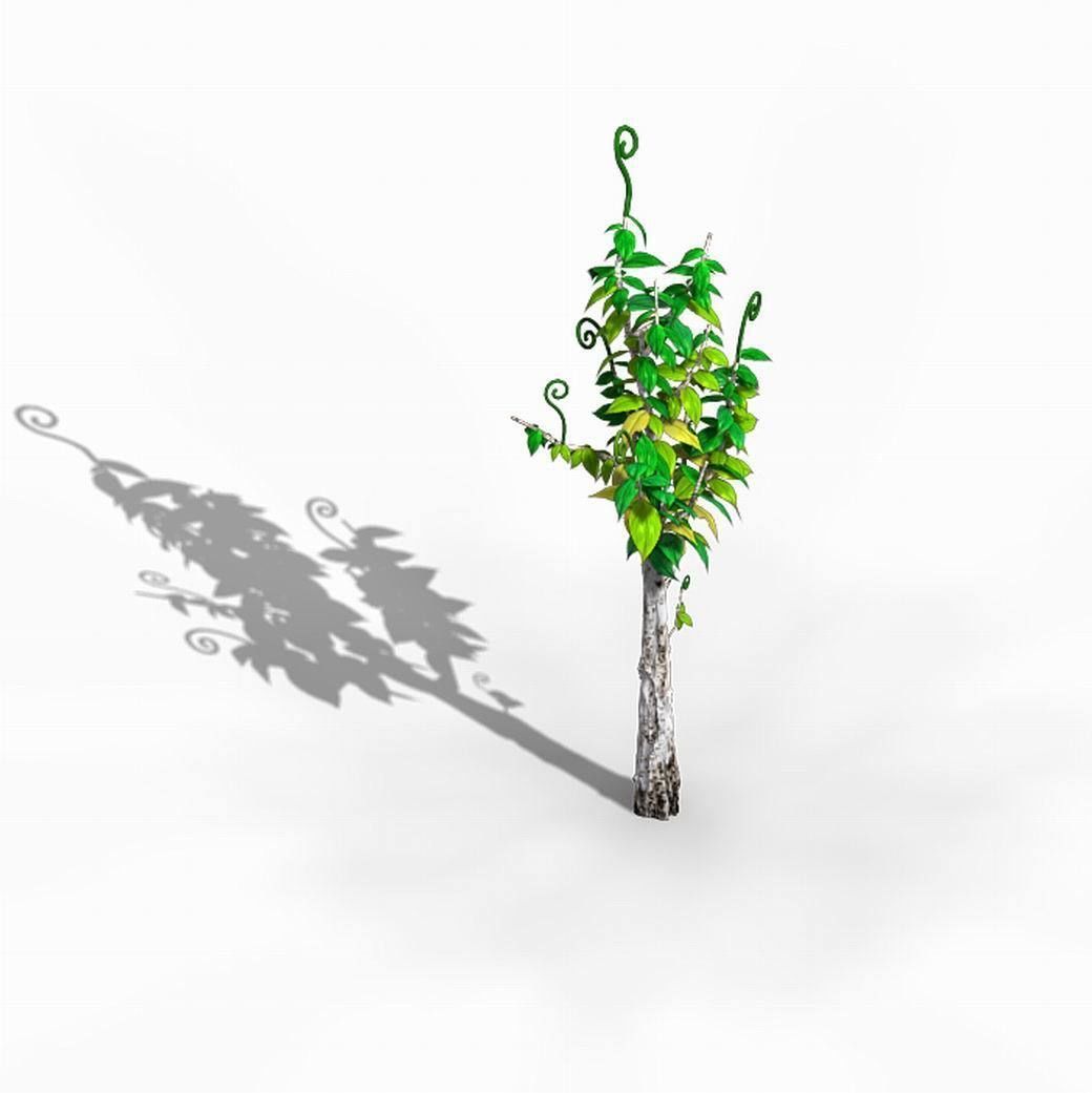 Acacia - trees 01 3D model_4