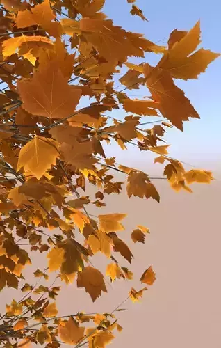 Maple tree acer young autumn A 3D model