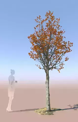maple tree acer young autumn B 3D model